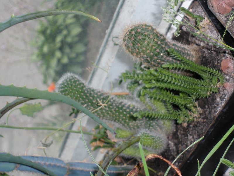 P1010735.JPG